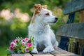 Cute little terrier dog with a roses flower bouquet